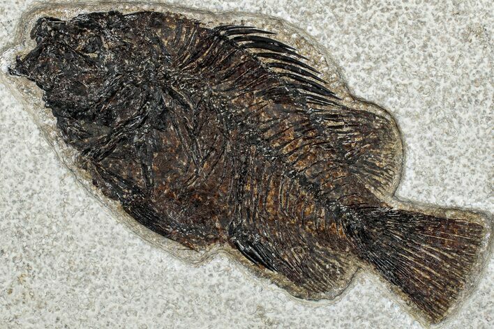Detailed Fossil Fish (Cockerellites) - Wyoming #292533